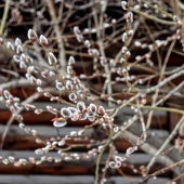 727309b06abbdb3de5d55e7ea7ed4225