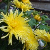 732b34de7be2ad94ec7d461e3a8d5ab5