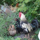 ba71d5f6a06f3c385f06397845422bb6