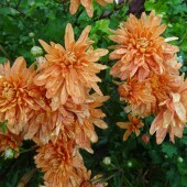 bf4b13f09bbb4b7bd9a8082359c0bee7