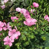 f9e1756cb592ef02de749e4f88128a0e