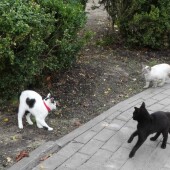 a09d82195a29d4602deddf909dec20d0