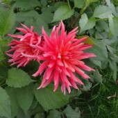 ae218eb14a5b40790a551ff87db4611d