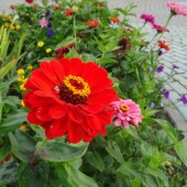 04da362a87ed43fcde0399e8c53650f3