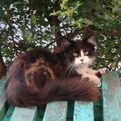 0f0f86553bd1fe6c21a6c4e37355e095