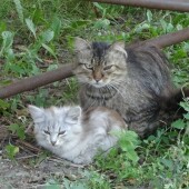 23f443ffb6881a3781007efd04a809ba