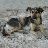 7e91d3077f07c75b1b61880cac520368