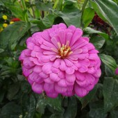 a77492696c91c958c0190799f62bf236