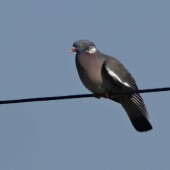 d1a73dfd0df514ebc1a3b29883e259dc