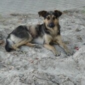 fba403a75ef51dcb0df3e0790f942951