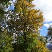 00077b07ca32fc5618a749446c90e7fb