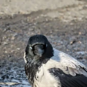 01d0741be8b413f855c956cd7211f42a