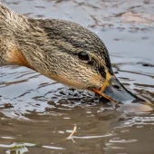 0314d4cc36cd1a40d0a6954a3052234e