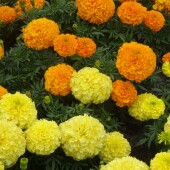 0718195dcb951d115223208ef206453b