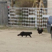 1d2fc22cd4e5dc7f1362328f0b6cdf7e