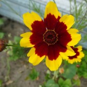 2da02debed539d356c23ae162cac1112