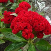 2fdb072b077b9cdee436214c484b456e