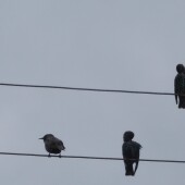 327559f16b9a0106ee305a5d0c56c34f