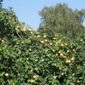 36f4f841597cceb2ac9cb49982c20cc6