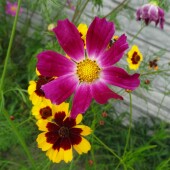 3ded7f9216abc8c22b3d5c71ca8efda6