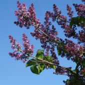 3e6b38a4b2df49ca88cea2bf0bf94d00