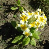 42b04b3facedf62b5957b21cc22ce4d9