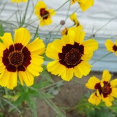 43e1598ffd408e584a699c2ab36bd528