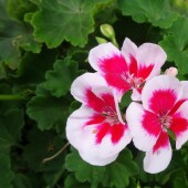 46acd45d0a4b11a1dde9debb97a61261