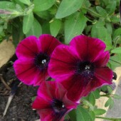 4c131ba8fed7ad0c1c82d43c5b96c5d8