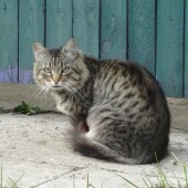 555155d62c4cff733b7dfa2d38c639d2