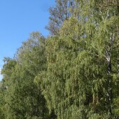 56132ebd13e72fb80573ef65190eb7a7