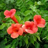 59c787ca8e8125f2a28930e062e61ce3