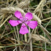 5d0188d699daf72a1194cdc2ef279c54