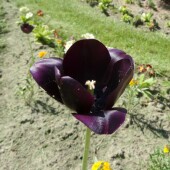 600e6ec0d00bb51735a2b00f75170673