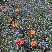 60e68cab09281d4c74ce756f90bdb796