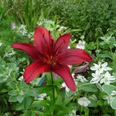 6acd7f3fd5c13c369018a2f436e7d447