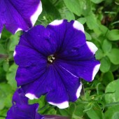 712ffac0ccfab7b3272d47ae11b1c561