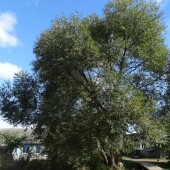 75afff035d841b7343603f7a54b1588f