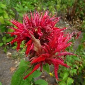 806553d7758804392245090ad48087bf