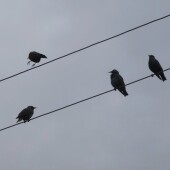 938cbb6fa2d12fe9fc302865dac1e16e