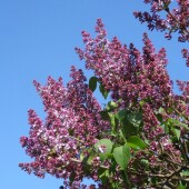 97b3fb390b76c96825a29bfa52ac79db