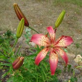 a0b7f4c473899ffdc98a6da8272d73bc