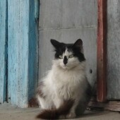 a159ffaaf84702cd1869756fb7529a6a