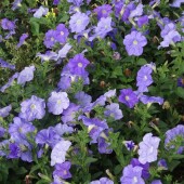 a4f7f136dc2f269f2cee8cda898c098a