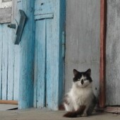 acd546146fb31fc91b978e9d091e066c