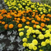 ad7dc7df806b2d461026ceb69b28c490