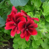 b51e2a4911c660f08bc103da77cbf996