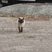 b5c8c7b2863bdb4af74a70c2061f5991