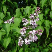 b730ebbcdab65d6988919378397a302b