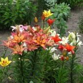 be29a3d5624f3b0758055596f7641e24